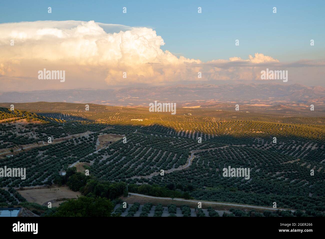 Olive trees in a field, Ubeda, Jaen Province, Andalusia, Spain Stock Photo