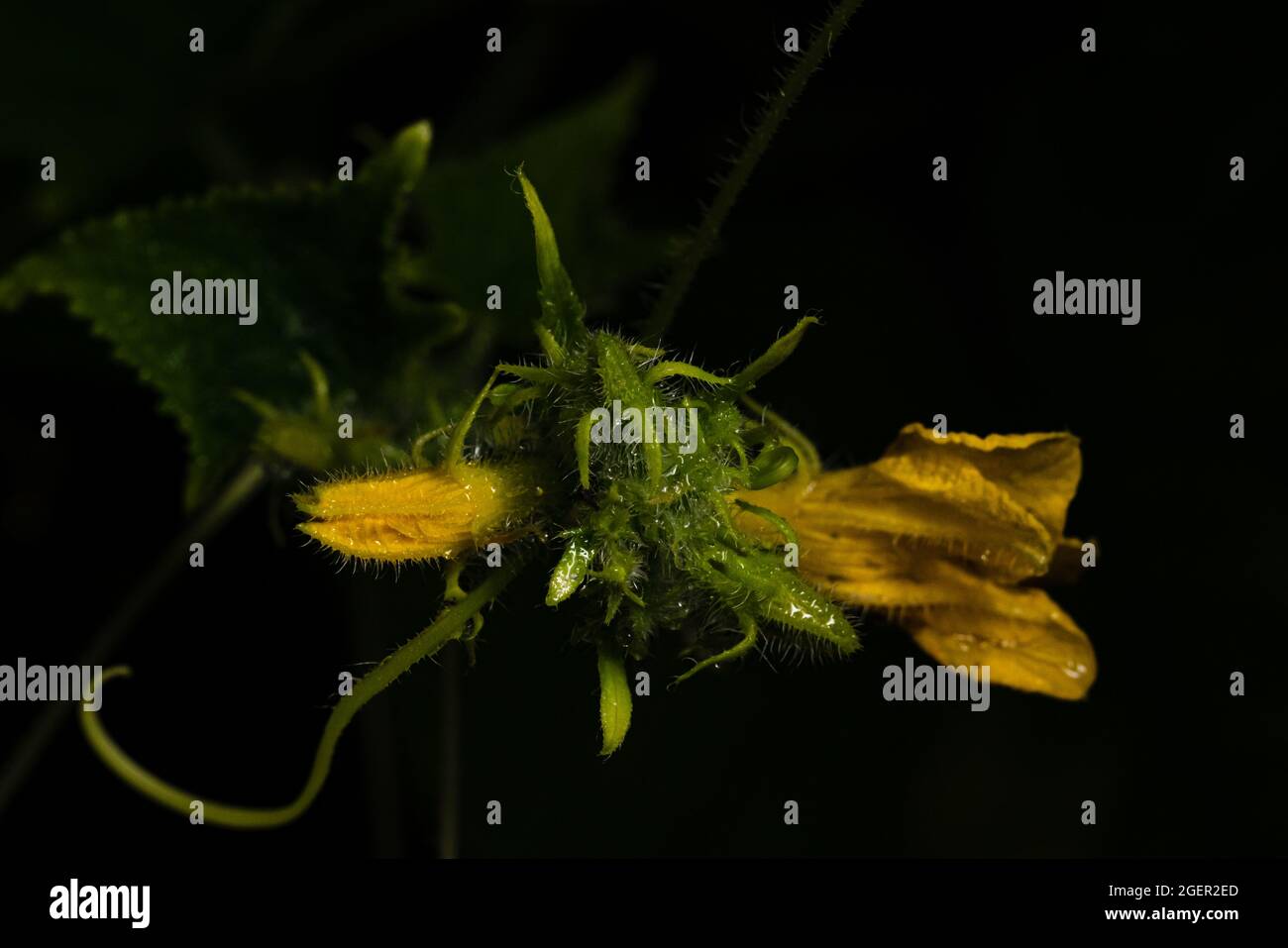 Cucumber flowers at night Stock Photo Alamy
