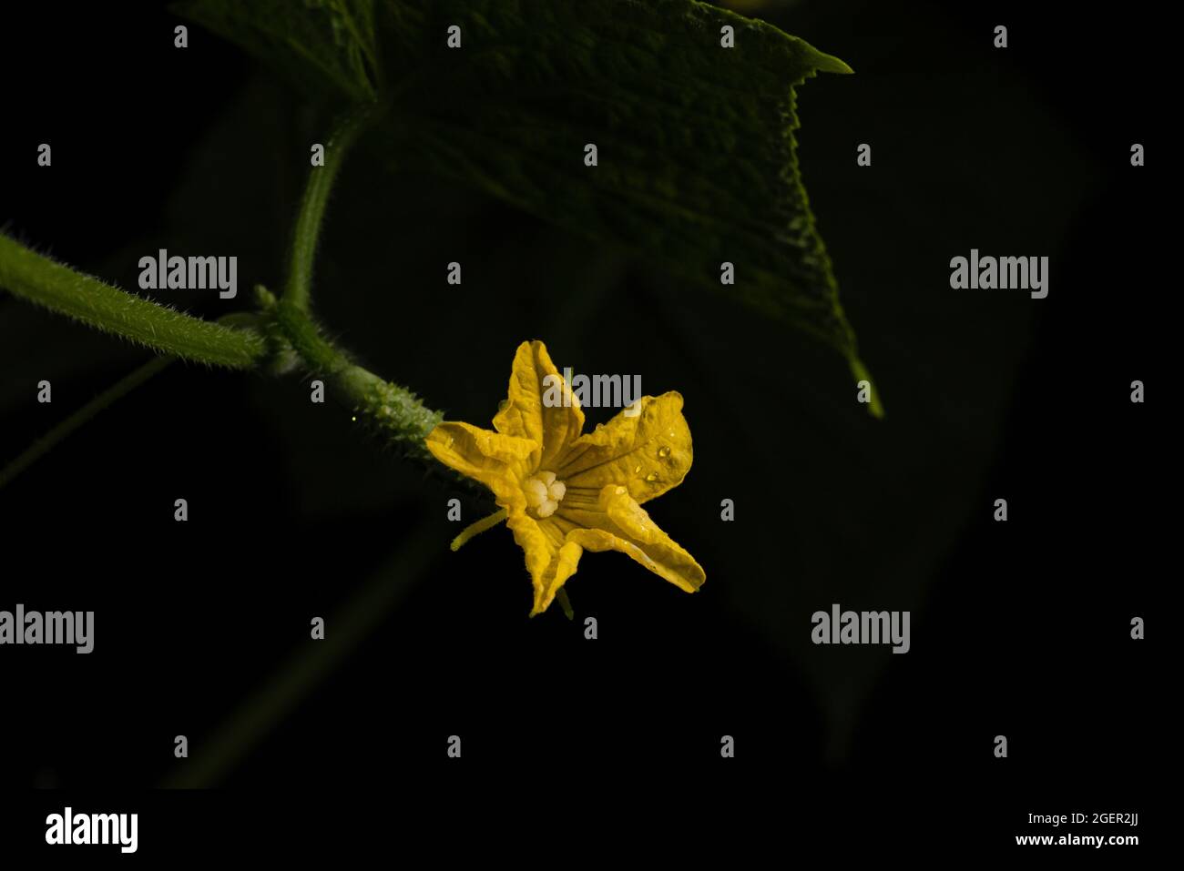 Cucumber flowers at night Stock Photo Alamy