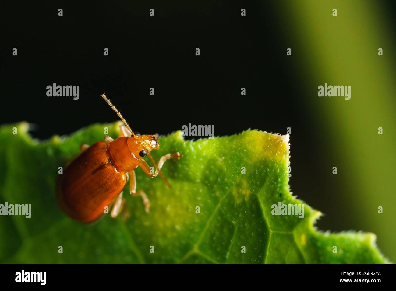 Pumpkin beentle Cucurbit Leaf Beetle or Yellow Squash Beetle it is classified as one of the insect pests. Stock Photo