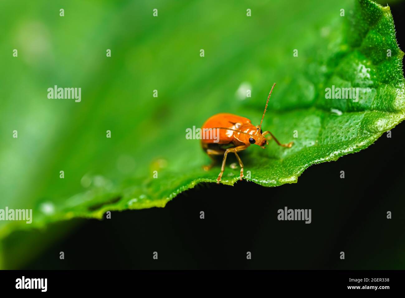 Pumpkin beentle Cucurbit Leaf Beetle or Yellow Squash Beetle it is ...