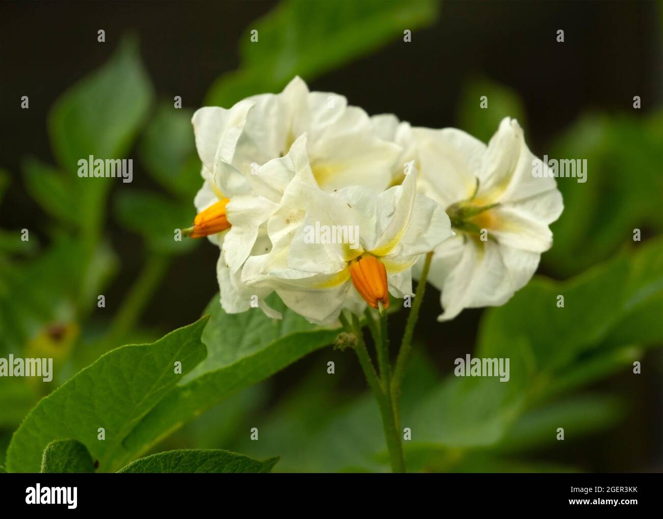 Introduced to Europe in 1590 the Potato originates in South America. The flowers produce toxic fruits, being from the Nightshade family. The flowers v Stock Photo