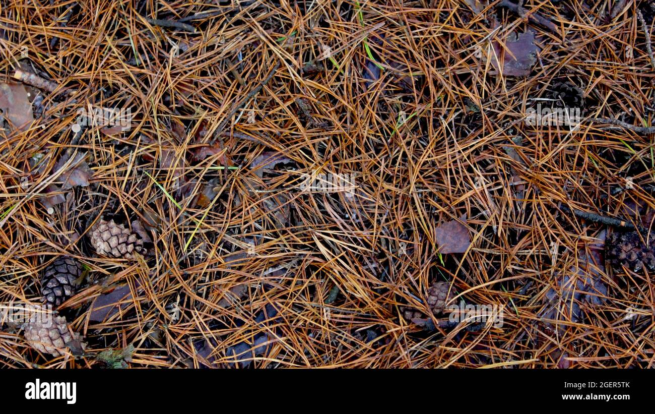 Dry fallen needles and pine cones. Natural brown forest soil in the autumn pine forest. Stock Photo