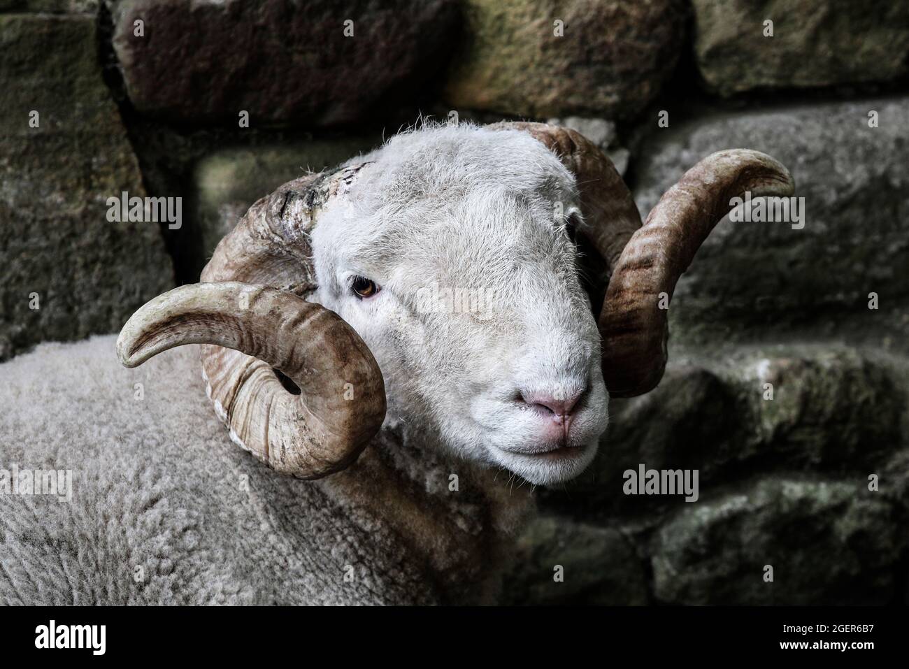 Handsome Sheep Portrait Stock Photo