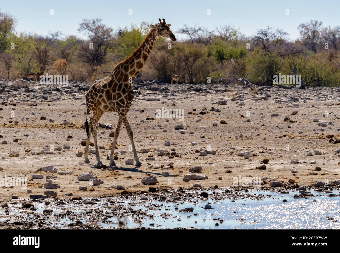 Giraffe drinking at a water hole in northern Namibia Stock Photo