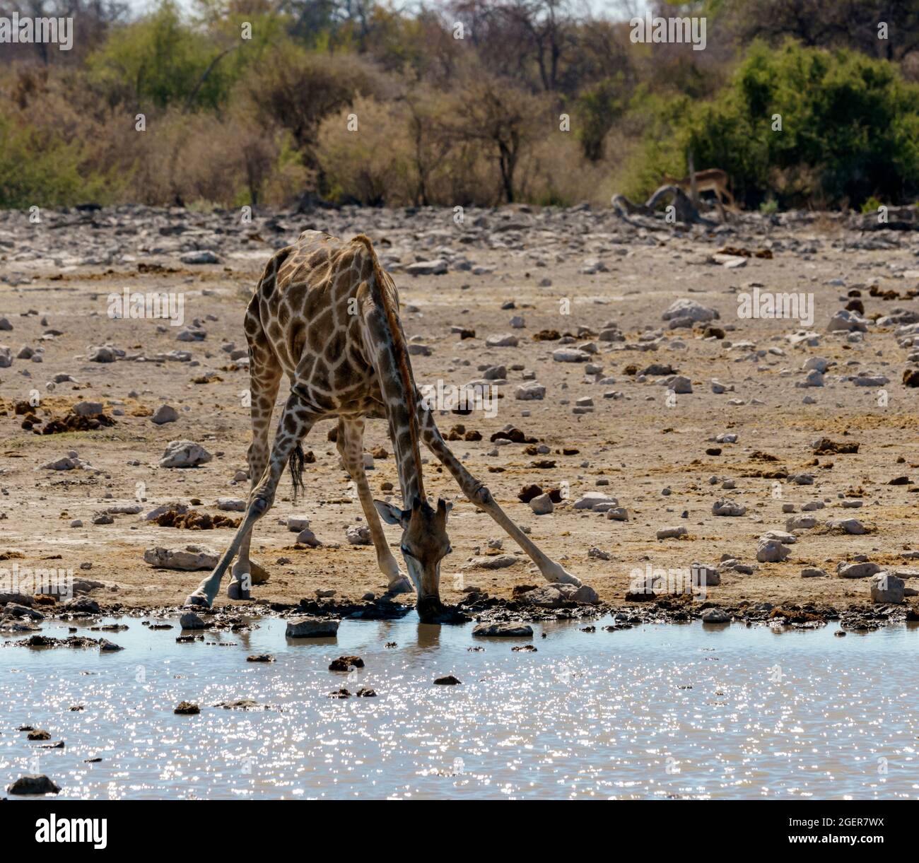 Giraffe drinking at a water hole in northern Namibia Stock Photo