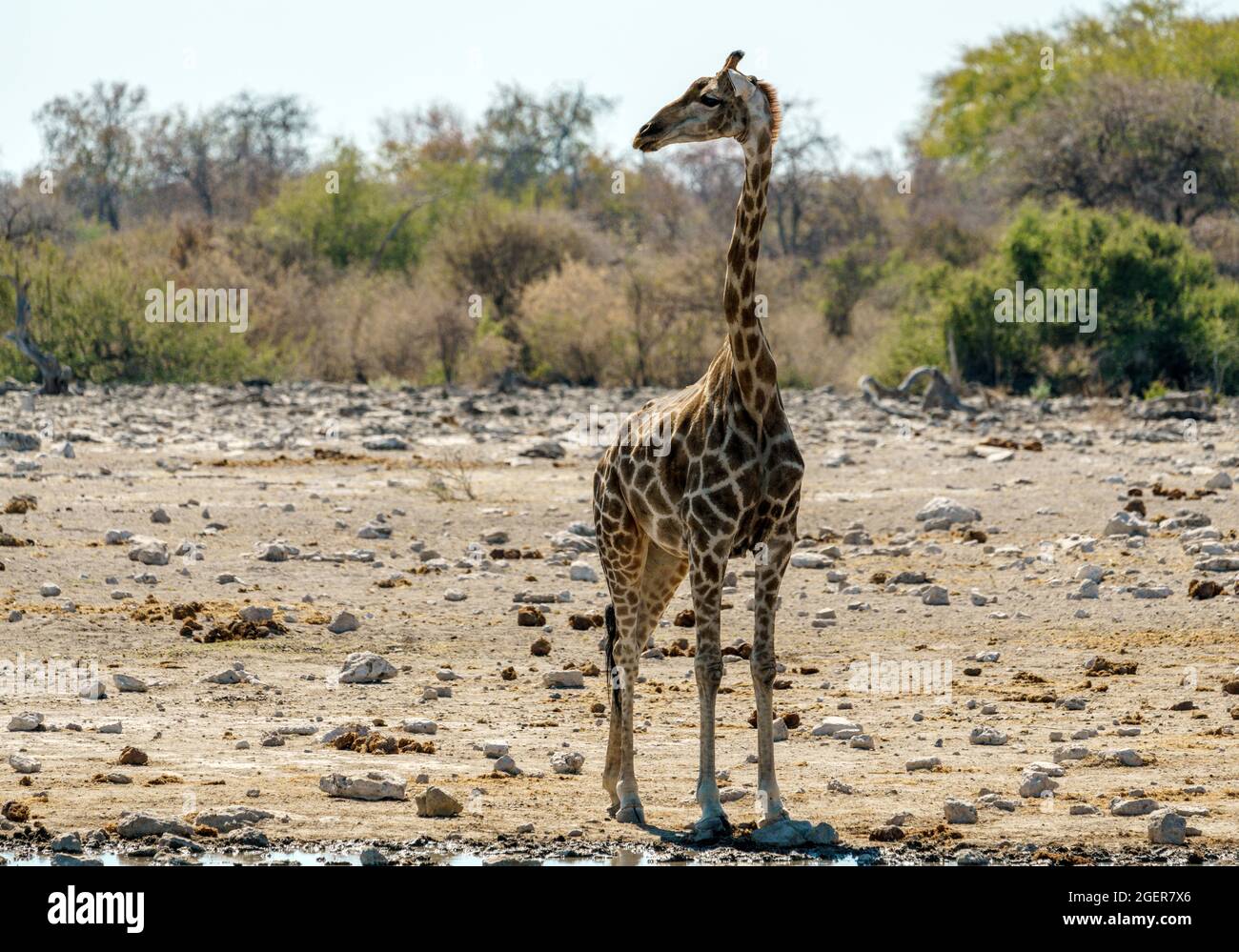 Giraffe drinking at a water hole in northern Namibia Stock Photo