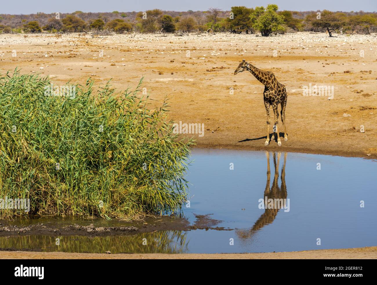 Giraffe drinking at a water hole in northern Namibia Stock Photo