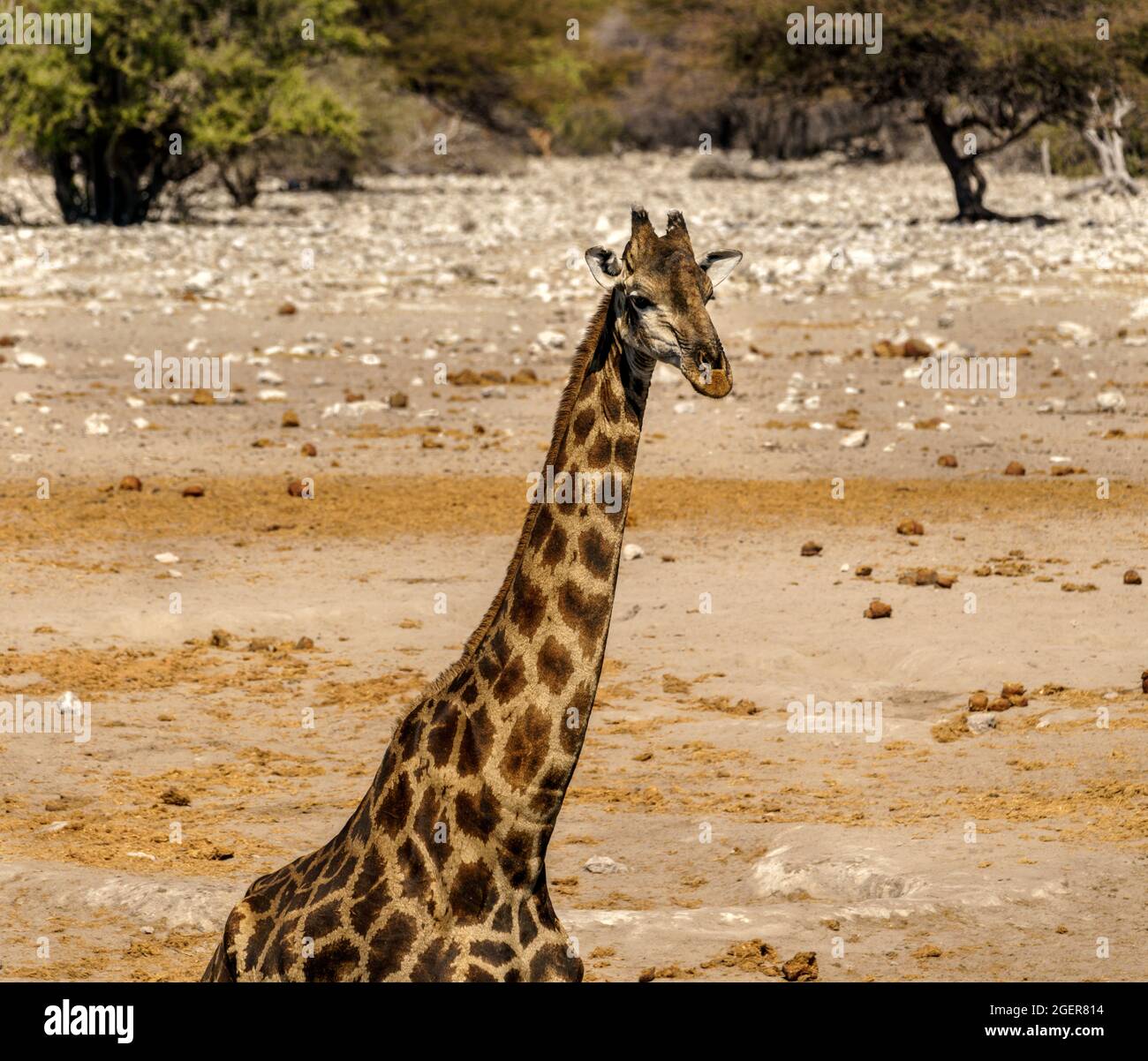 Giraffe drinking at a water hole in northern Namibia Stock Photo