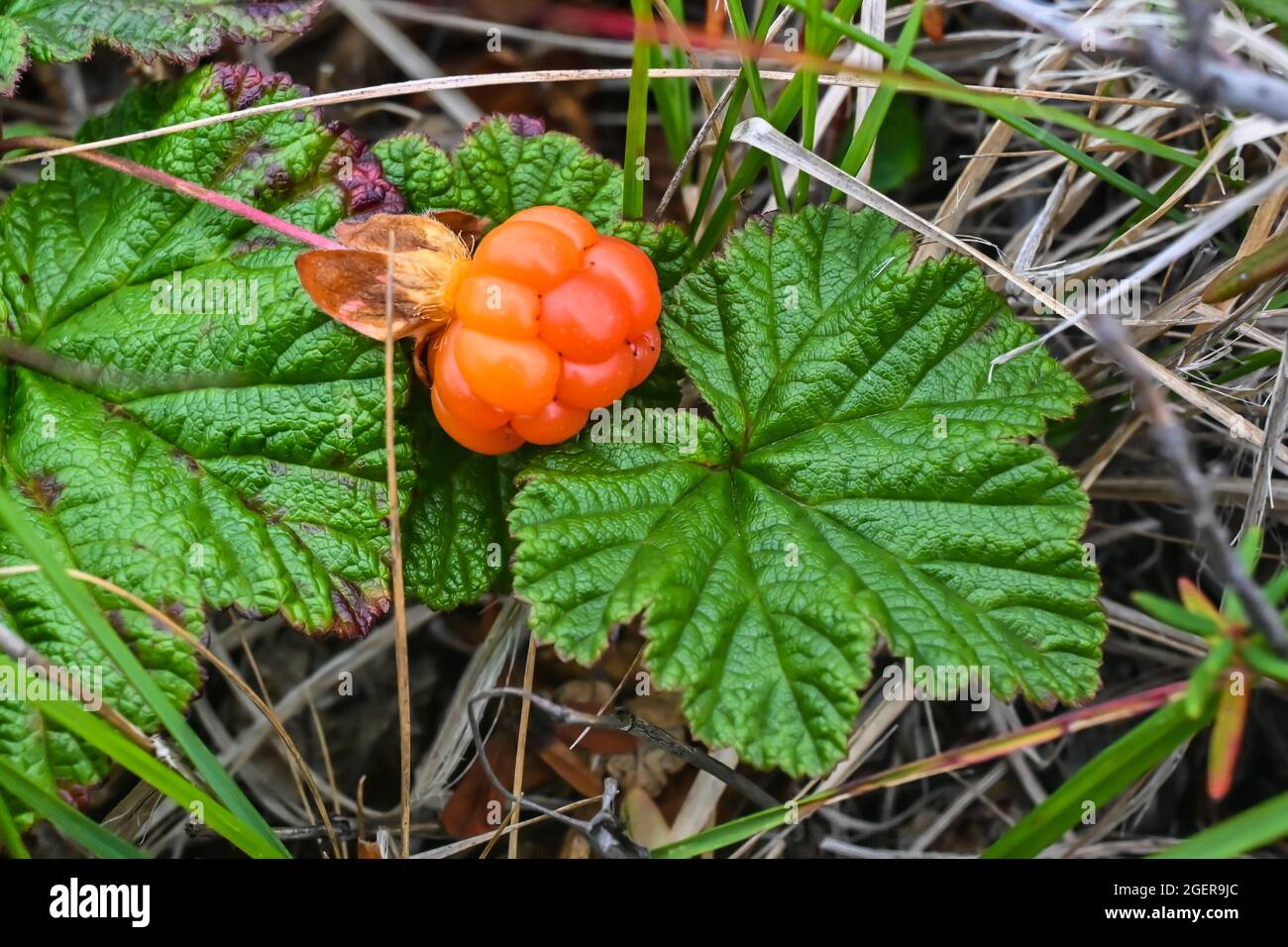 Ripe cloudberry. Summer berry on Taimyr. Stock Photo