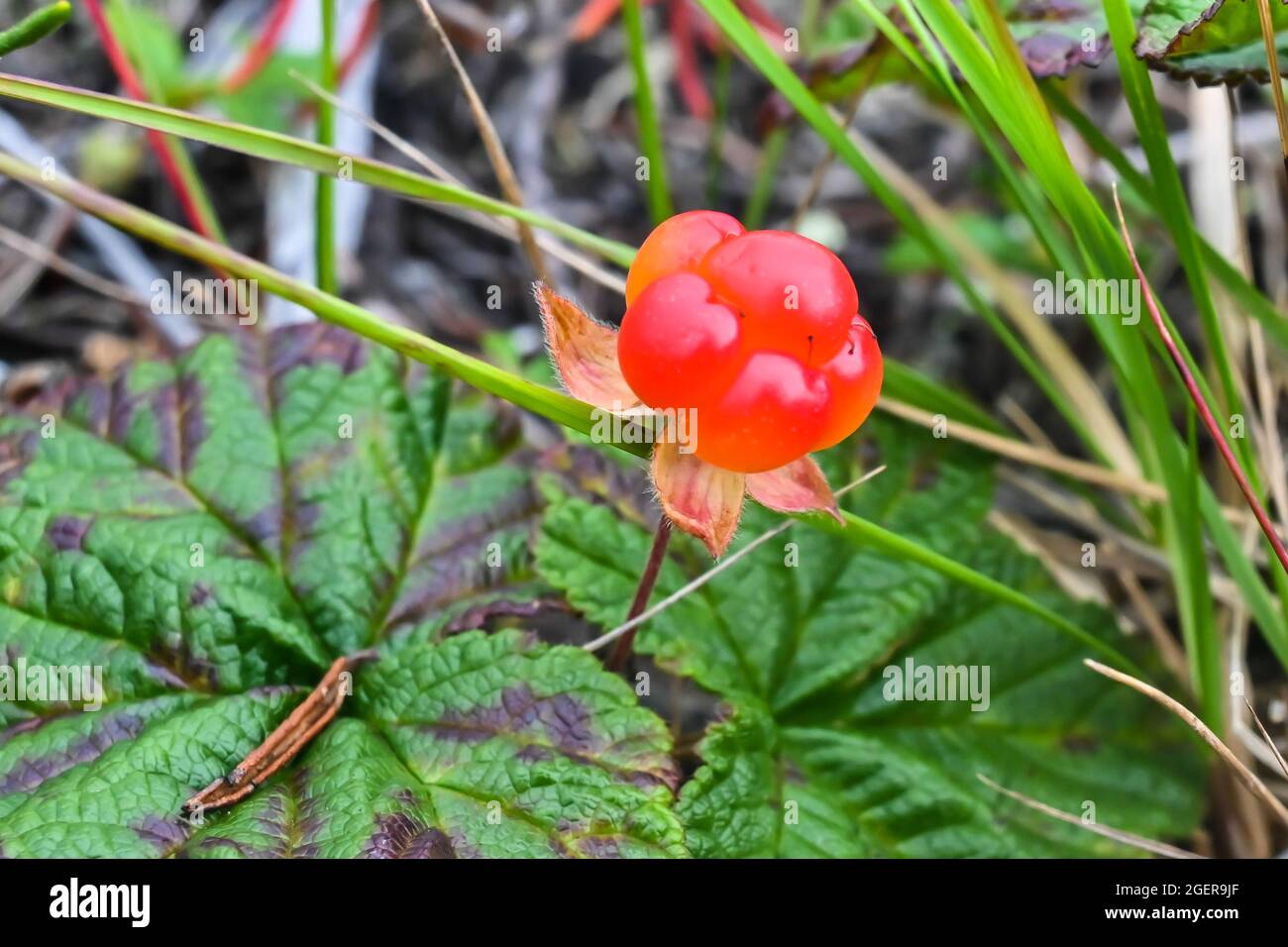 Ripe cloudberry. Summer berry on Taimyr. Stock Photo