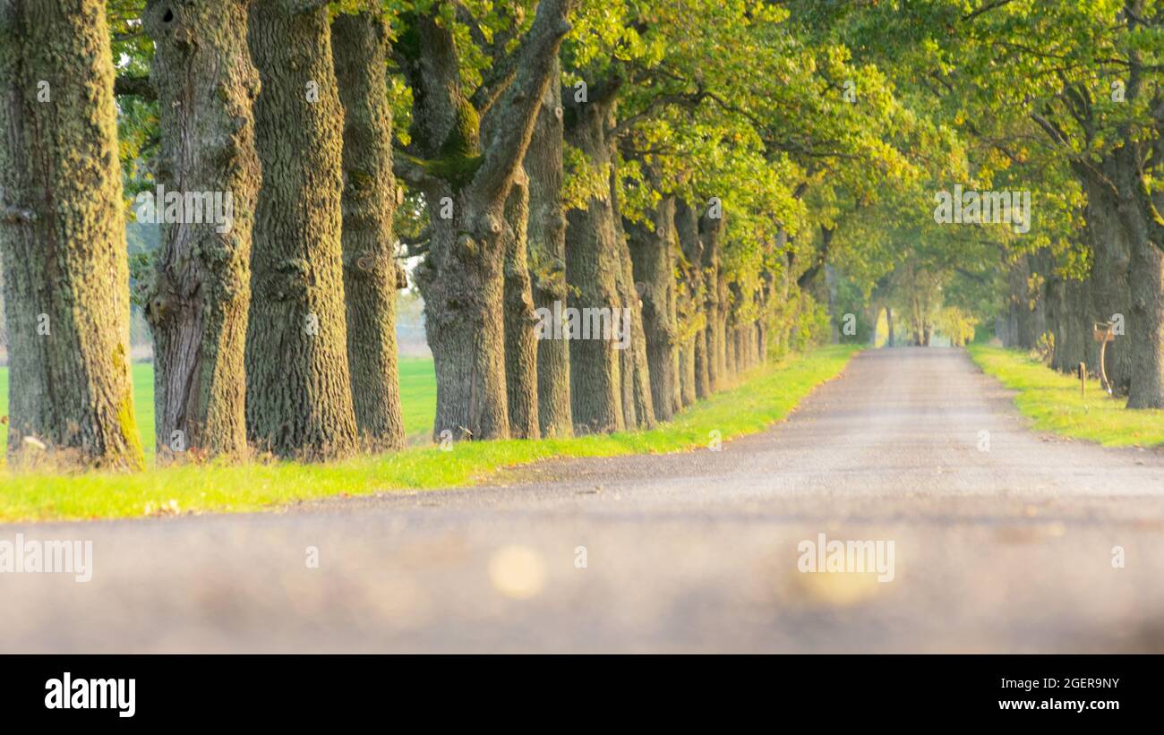 Oak fair hi-res stock photography and images - Alamy