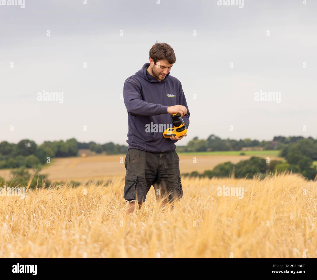 Farmer testing moisture content of barley with a moisture meter prior to harvesting.  UK. August 2021 Stock Photo
