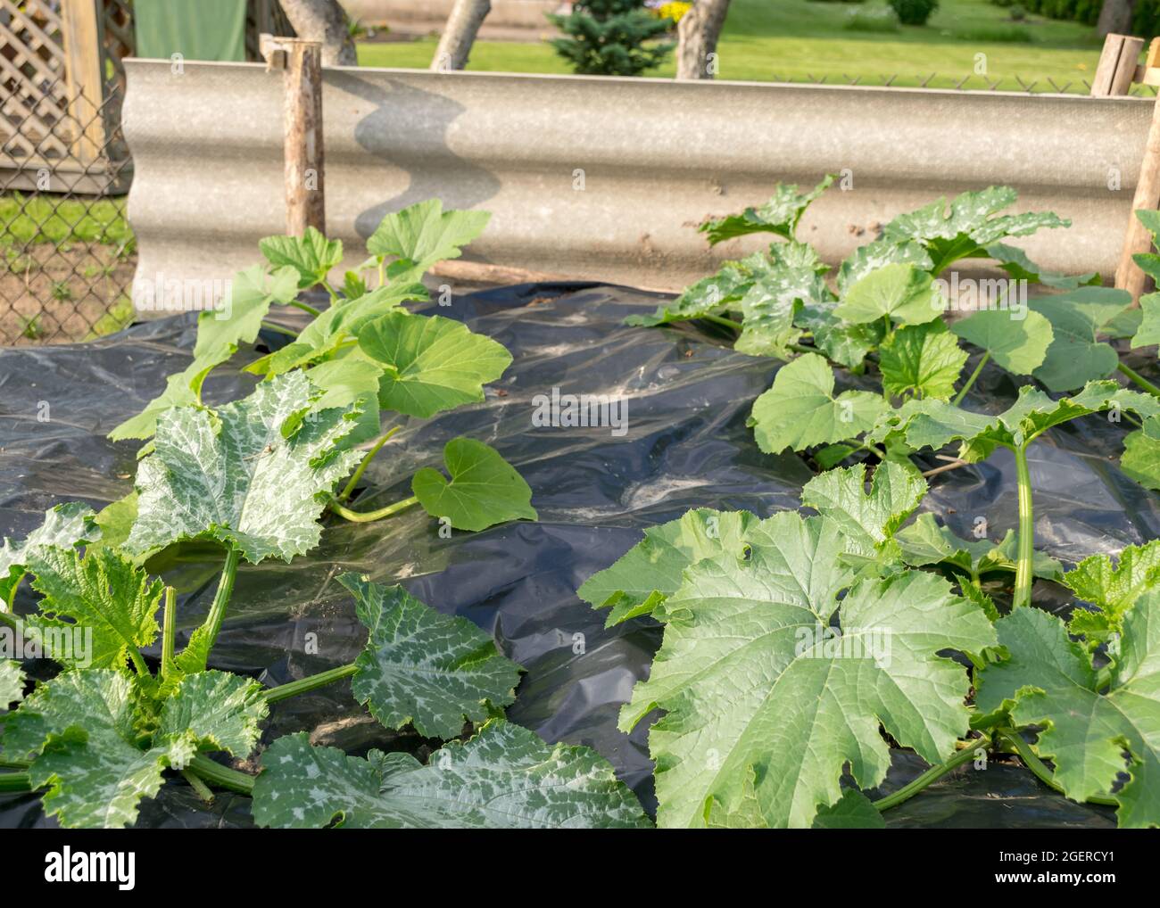 beautiful green courgette plants on a black film, gardening concept, growing vegetables, gardening as a hobby Stock Photo