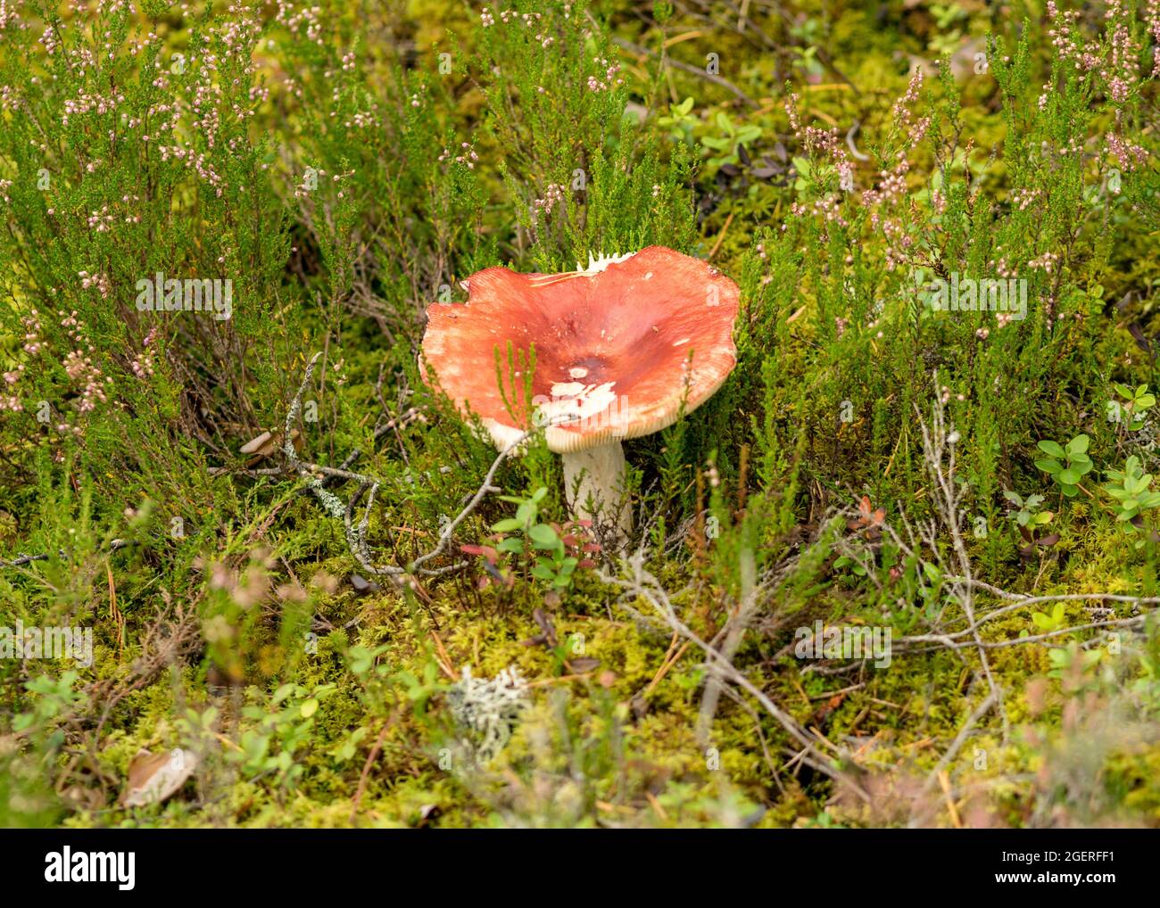 Gerff Wild mushroom in the forest, traditional forest background with grass ...