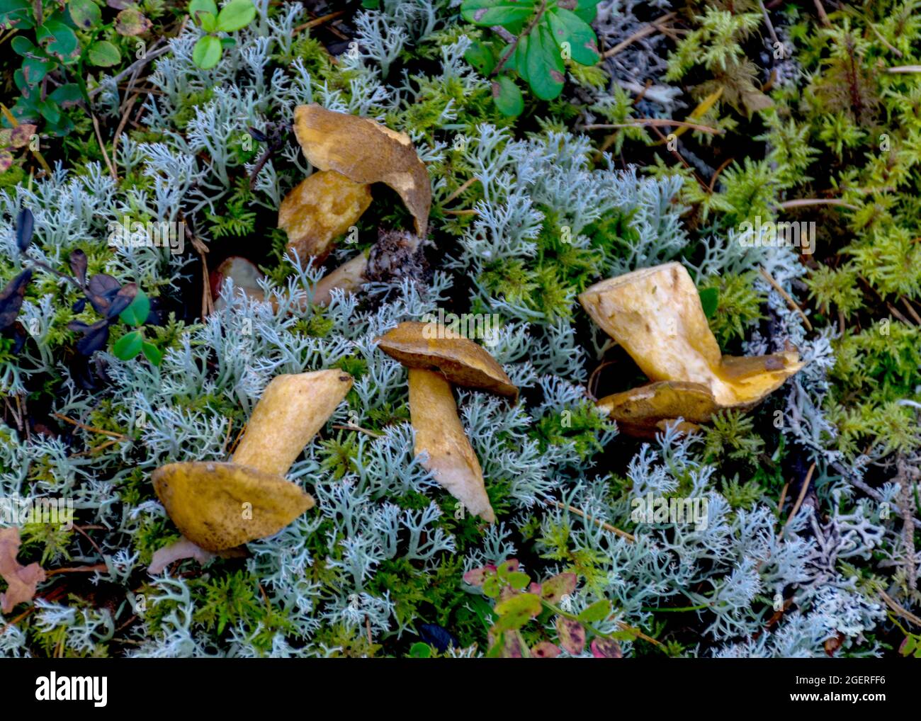 Gerff natural forest background, wild mushroom in the forest, traditional ...
