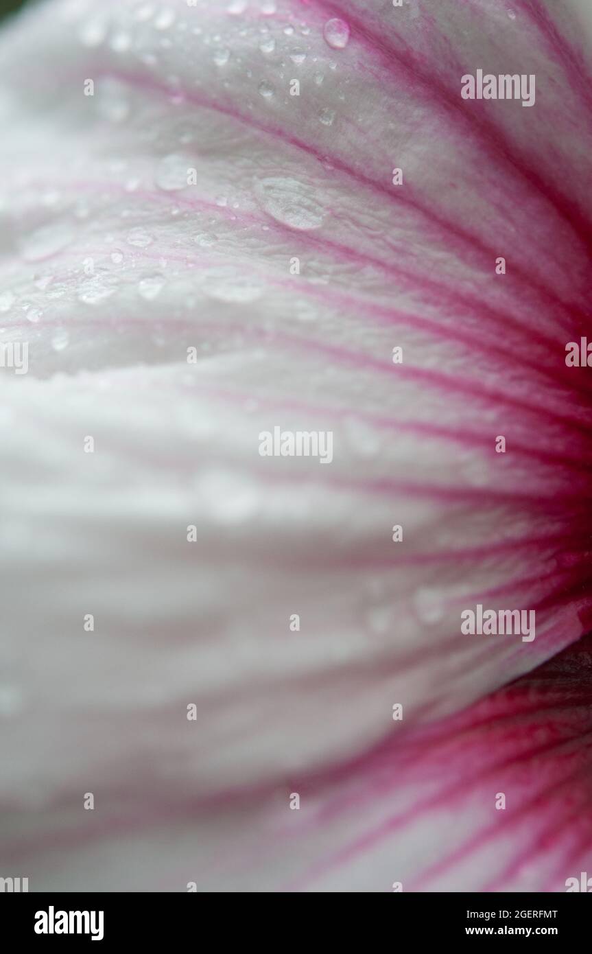 Hibiscus petal hi-res stock photography and images - Alamy
