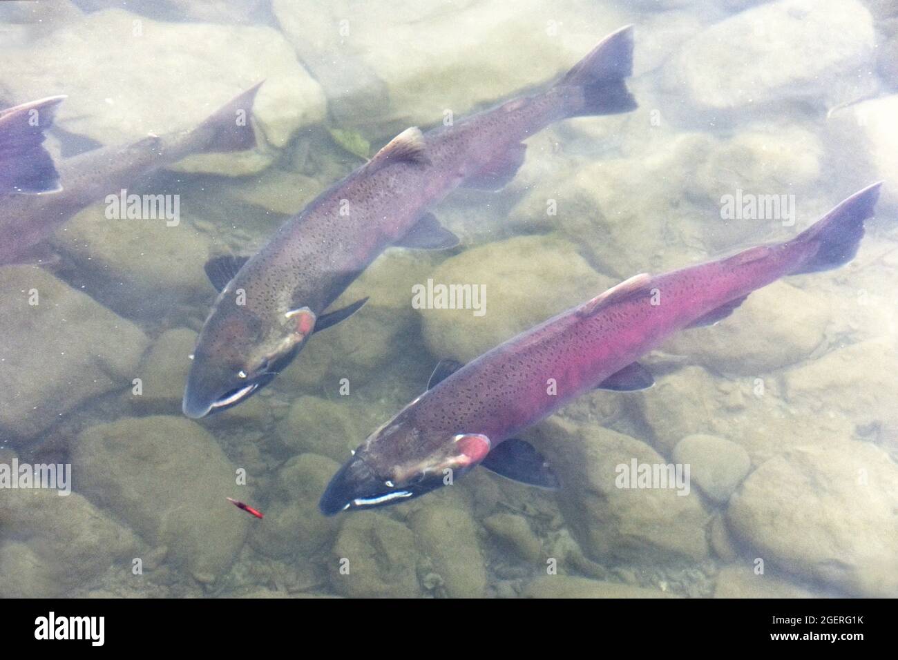 Wild Sockeye salmon in nature Alaska Stock Photo