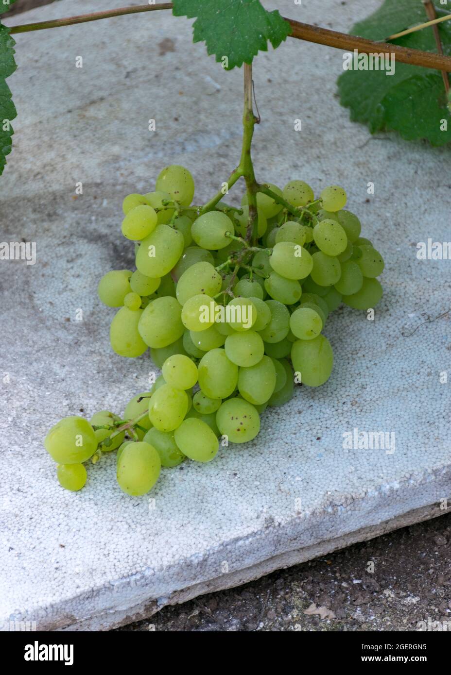 picture with a bunch of grapes in a greenhouse, grape growing in a