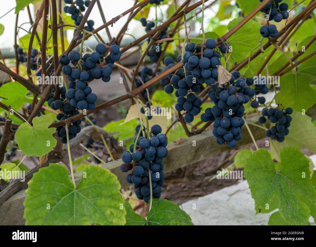 picture with a bunch of grapes in a greenhouse, grape growing in a