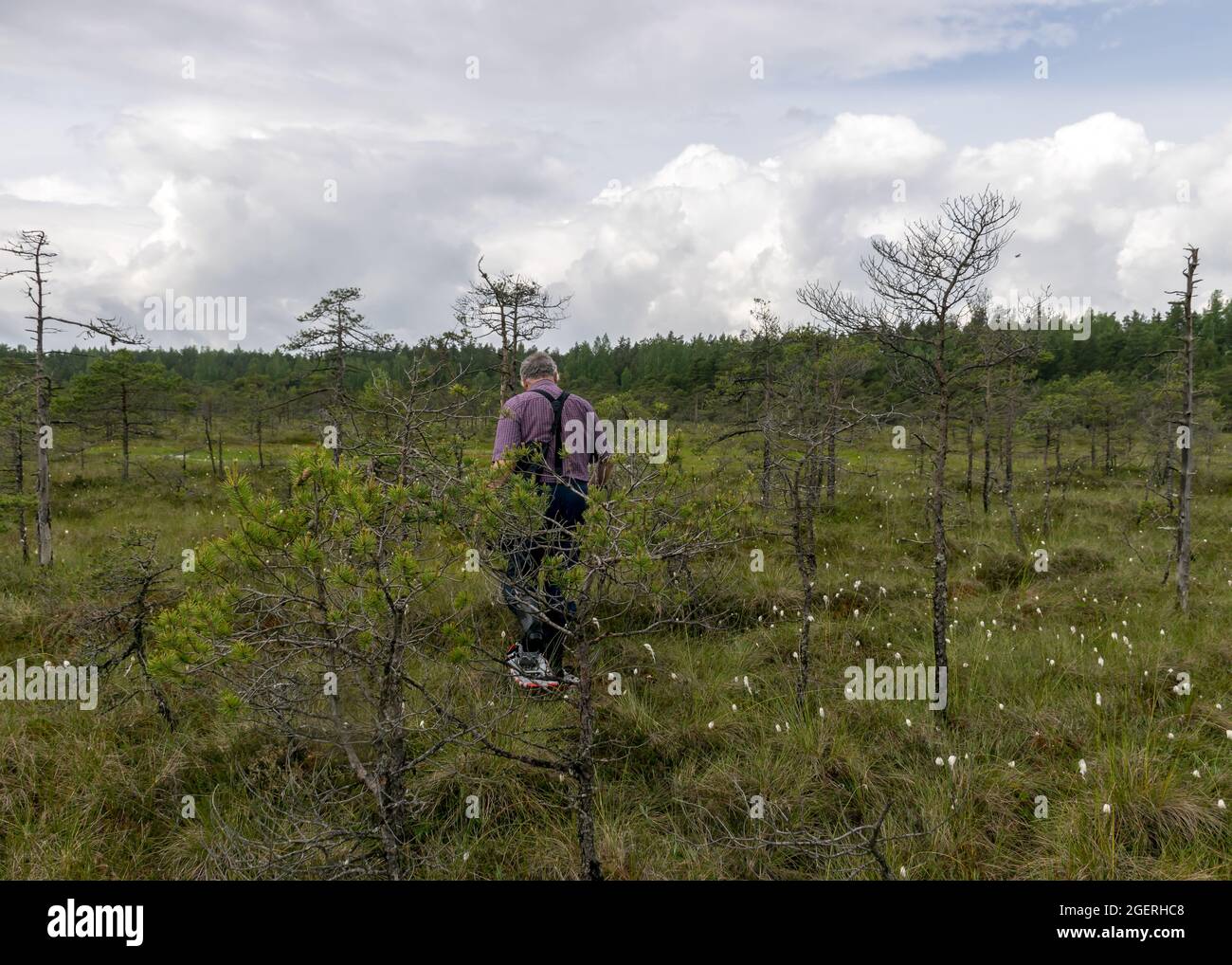 man enjoys swamp landscapes, hike in swamp with snowshoes, traditional mire plants, swamp background, bog texture in summer Stock Photo