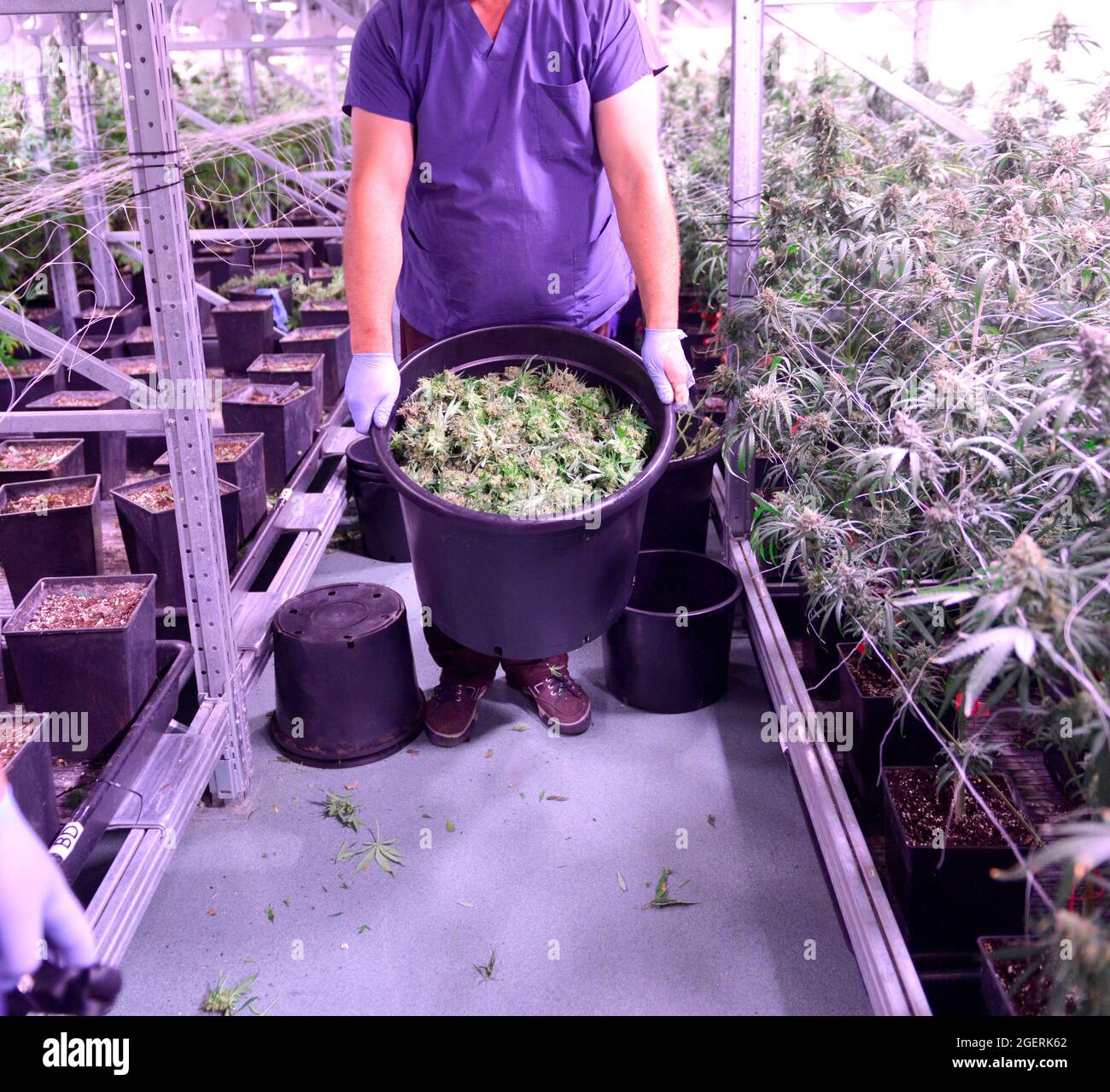 Worker in a Cannabis prodiction facility shows up bucket with fresh harvested marijuana flowers. Stock Photo