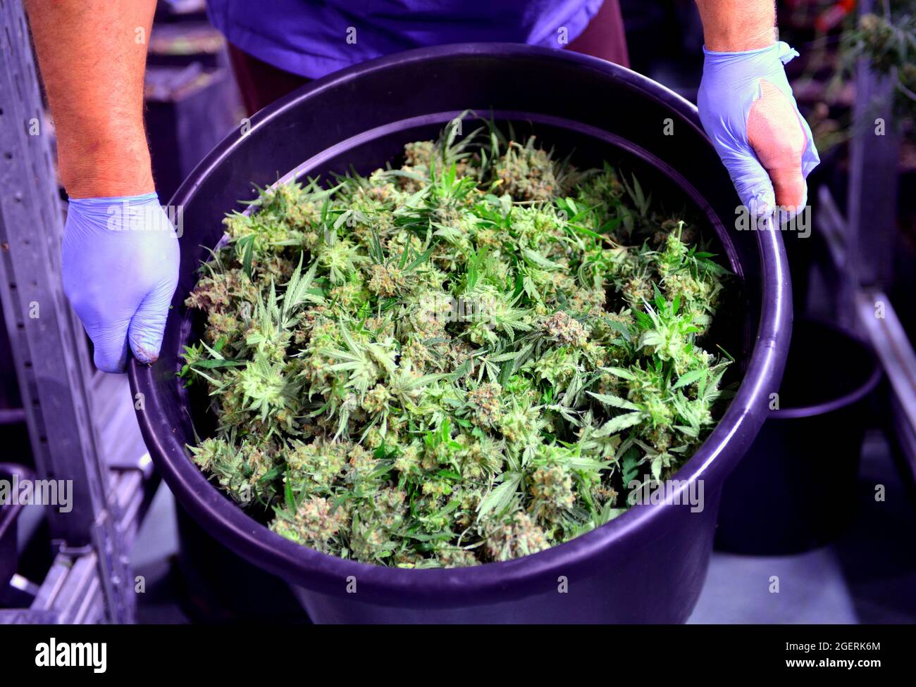 Worker in a Cannabis prodiction facility shows up bucket with fresh harvested marijuana flowers. Stock Photo