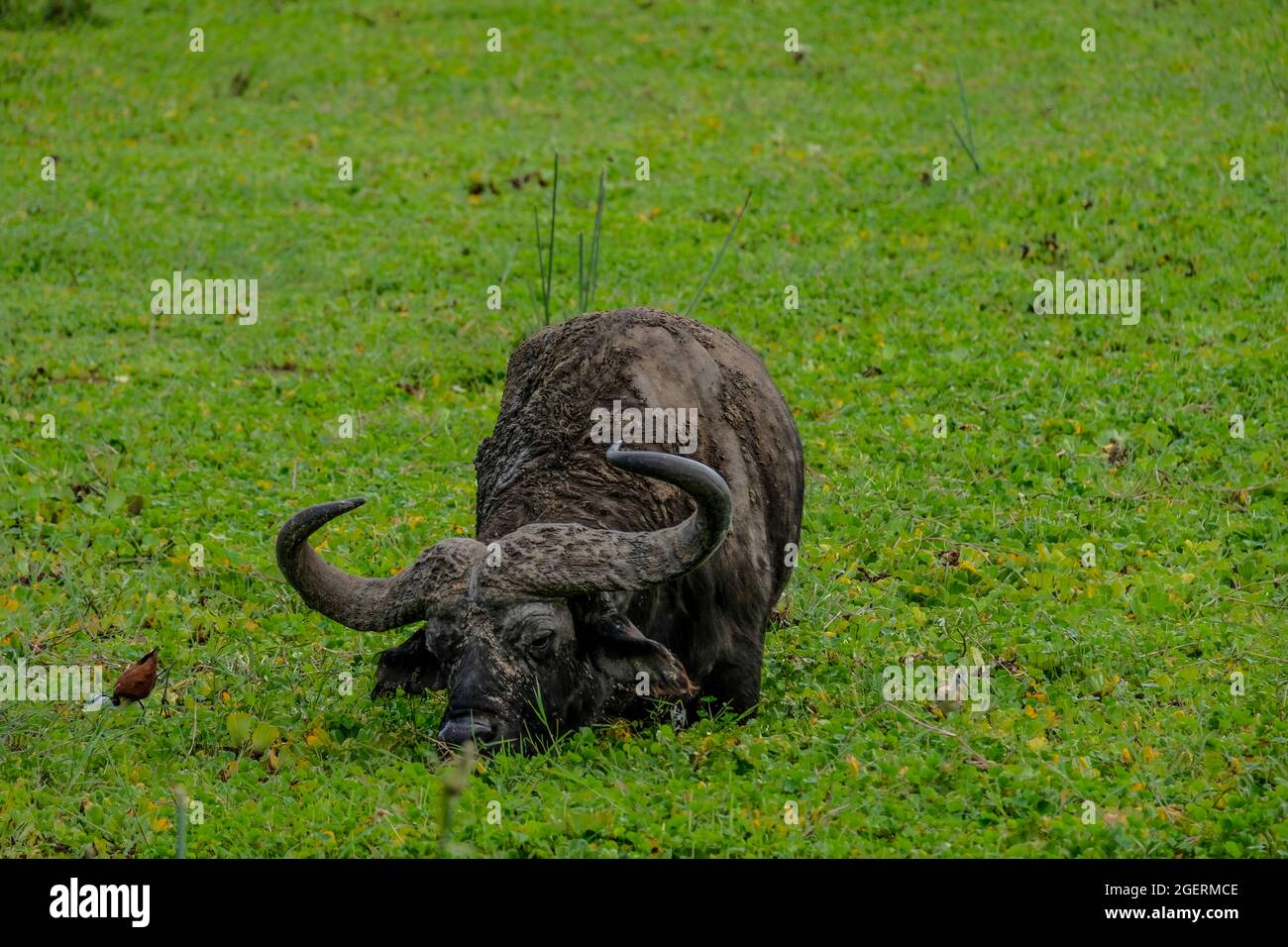 African water buffalo with huge horns grasing in green marshland Stock Photo