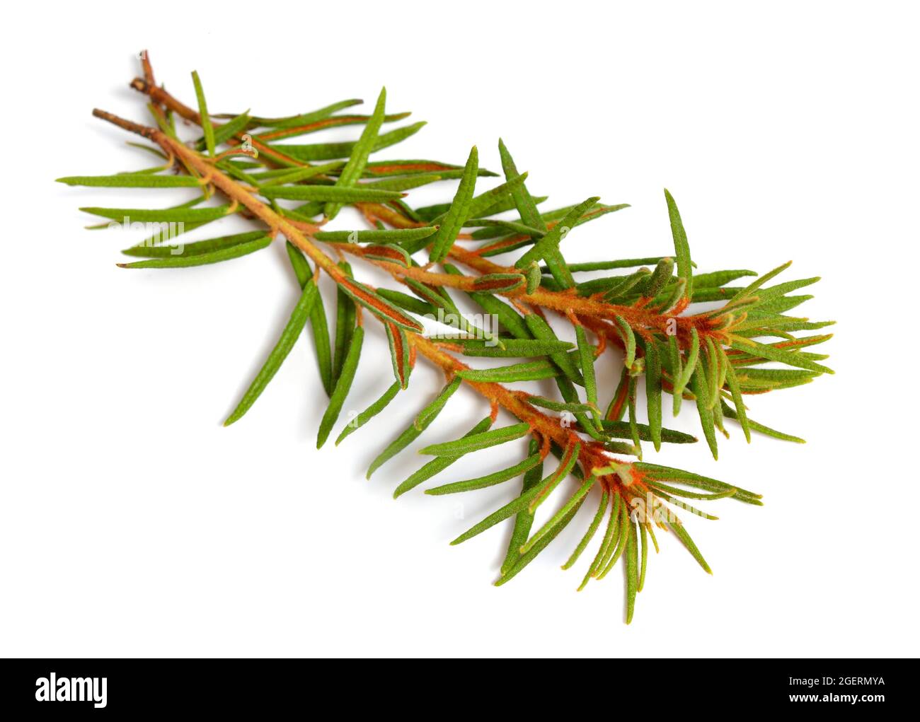 Labrador Marsh Labrador tea ledum palustre in Cut Out Stock Images & Pictures - Alamy