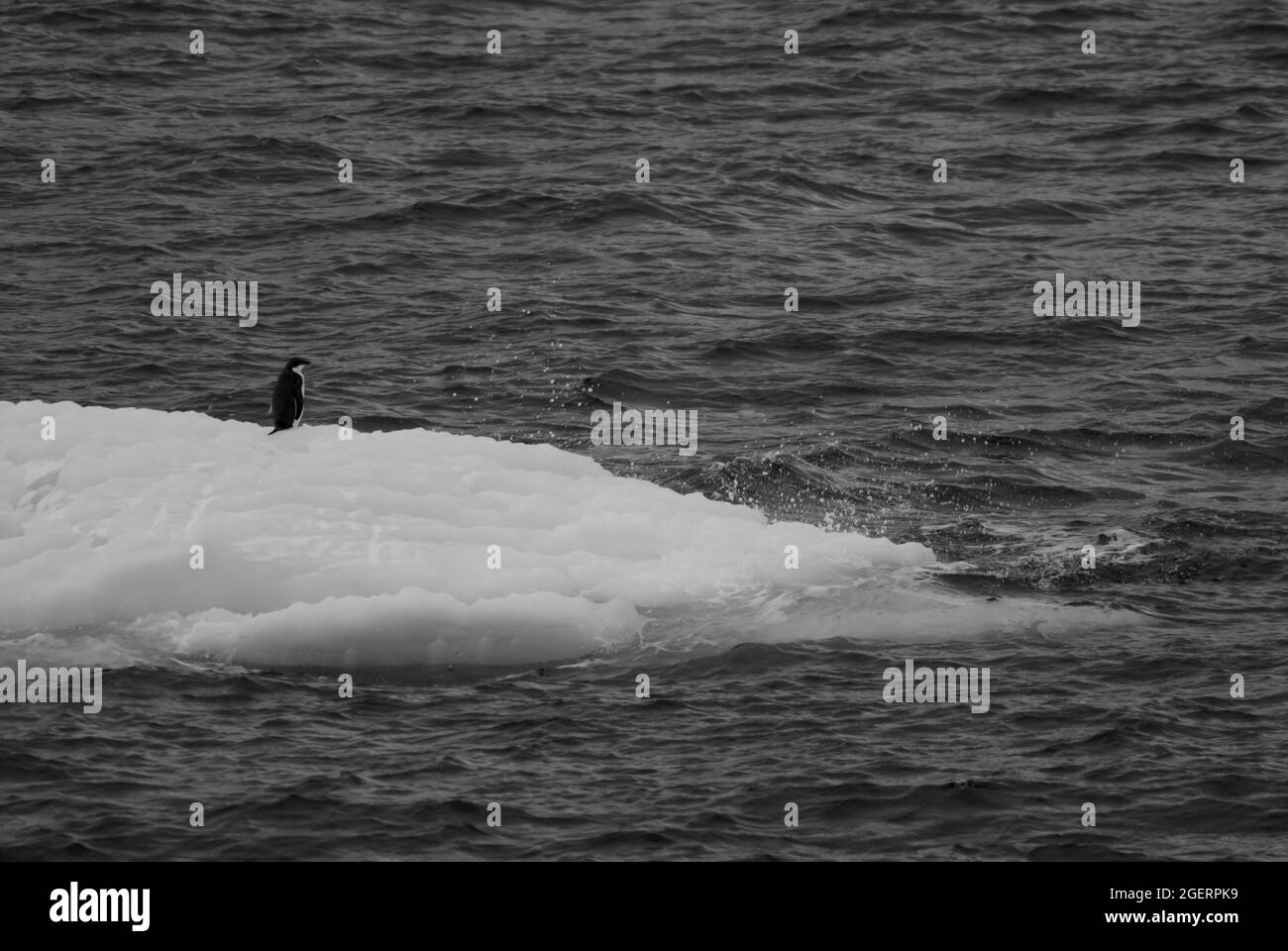 Floating icebergs, near Antarctic Peninsula , Antartica Stock Photo