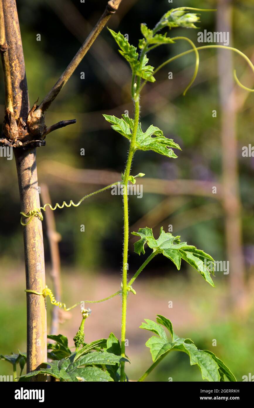 Bitter gourd plant hi-res stock photography and images - Alamy