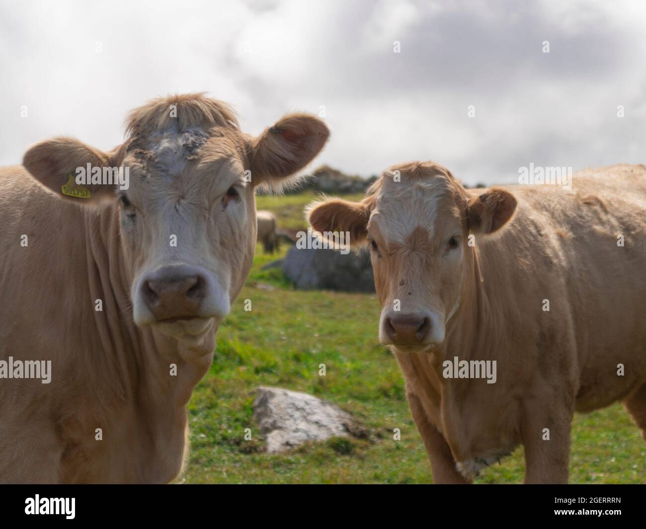 Portrait of a Cow Stock Photo - Alamy