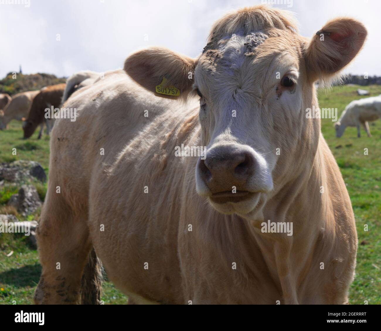 Portrait of a Cow Stock Photo - Alamy