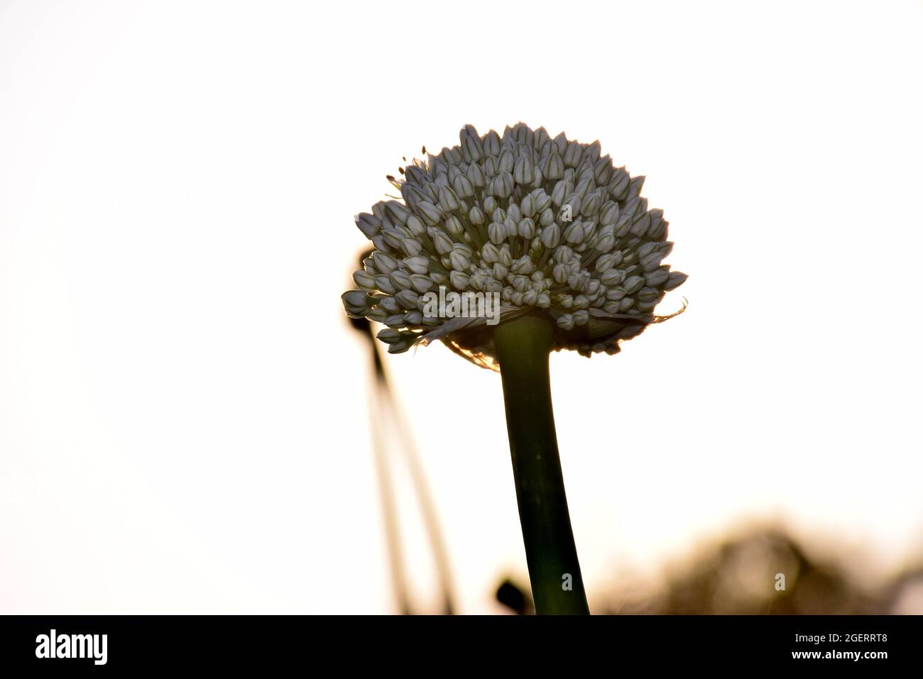 Onion plant hi-res stock photography and images - Alamy