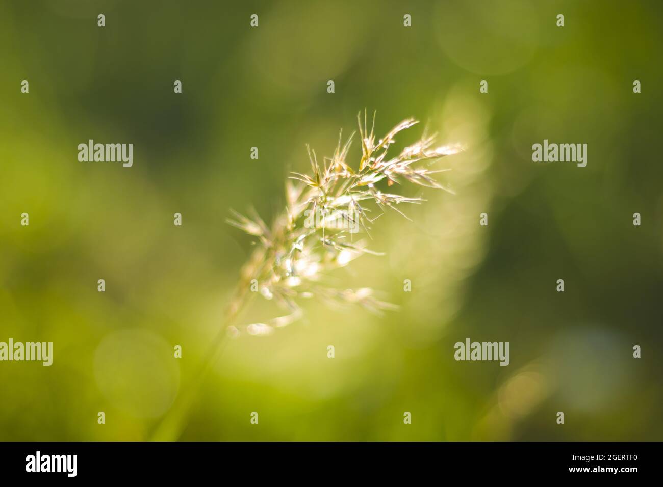 Selective focus shot of a Poa trivialis on a blurry background Stock Photo