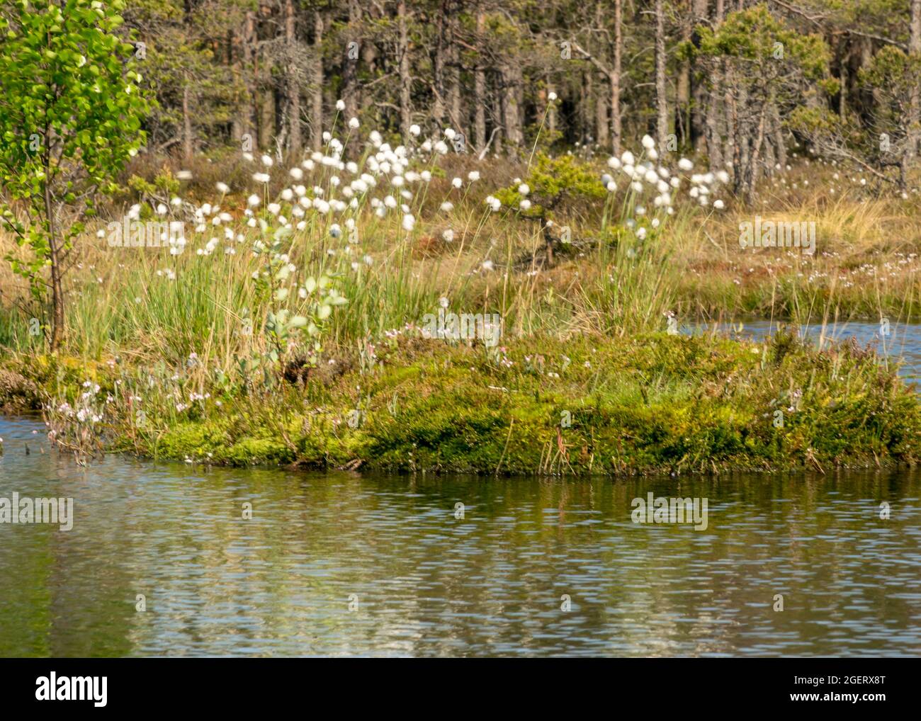 traditional bog plants, moss, lichens closeup, flowering pillows