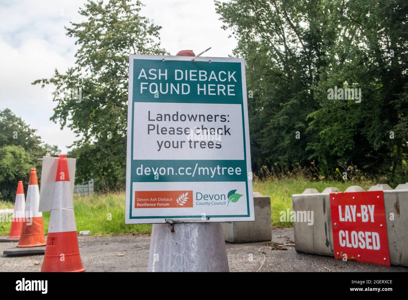 Ash dieback (chalara fraxinea) closes a layby  near Sidmouth, Devon, helping prevent further spread of the ash tree disease. Stock Photo