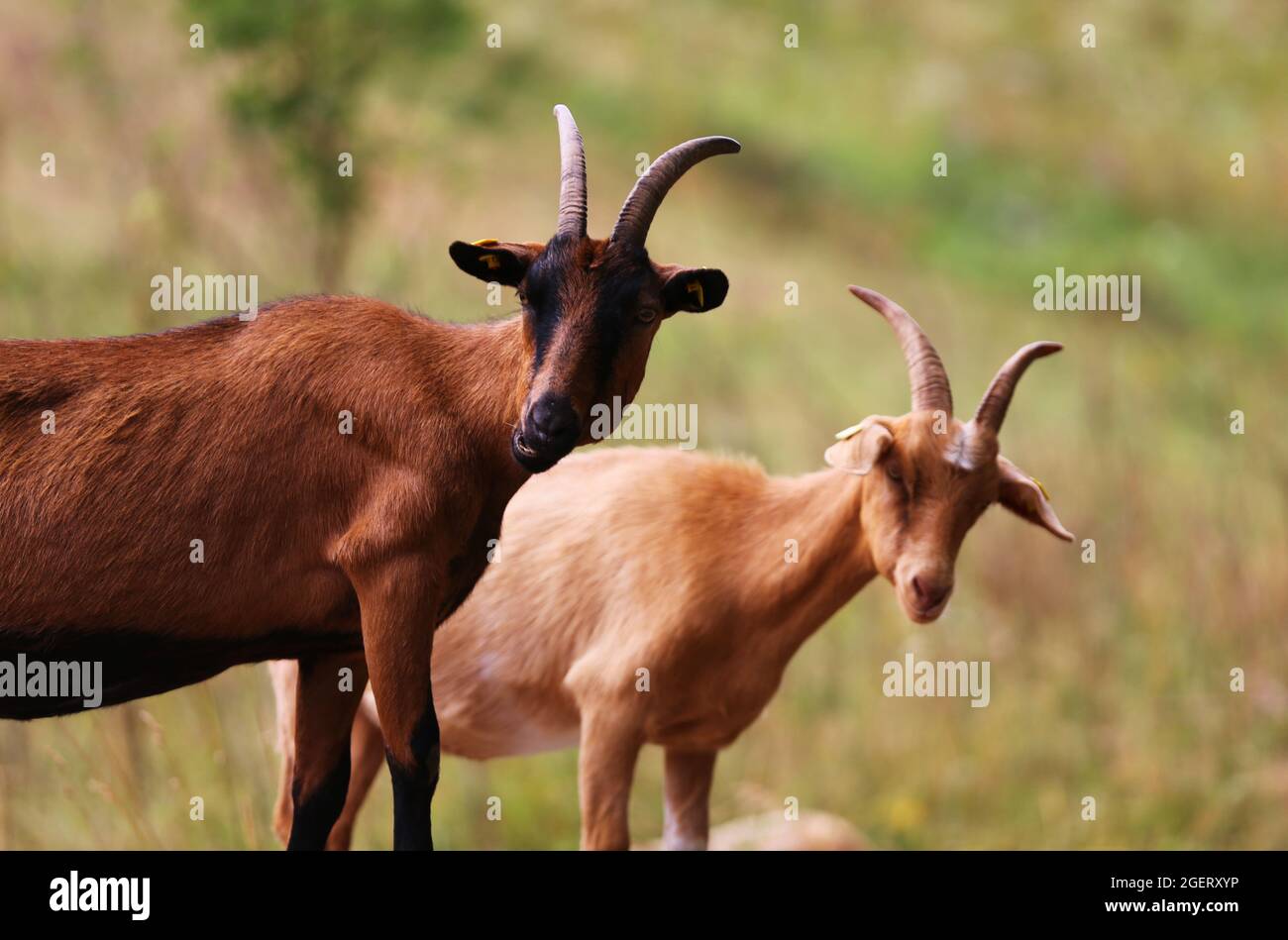 Ziegen mit Hörner am Land In der Nähe von Nüernberg, Franken, Bayern Stock Photo