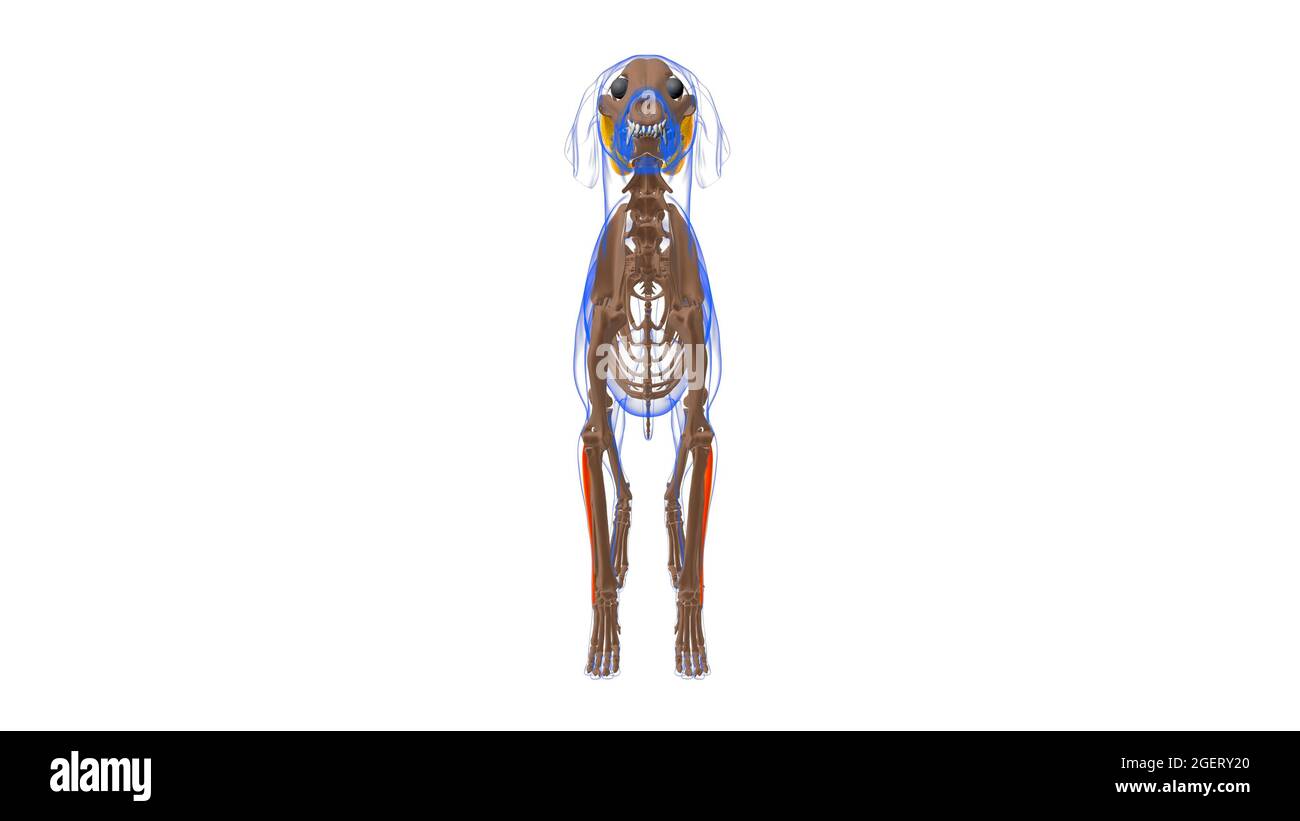 Extensor Carpi Ulnaris muscle Dog muscle Anatomy For Medical Concept 3D ...