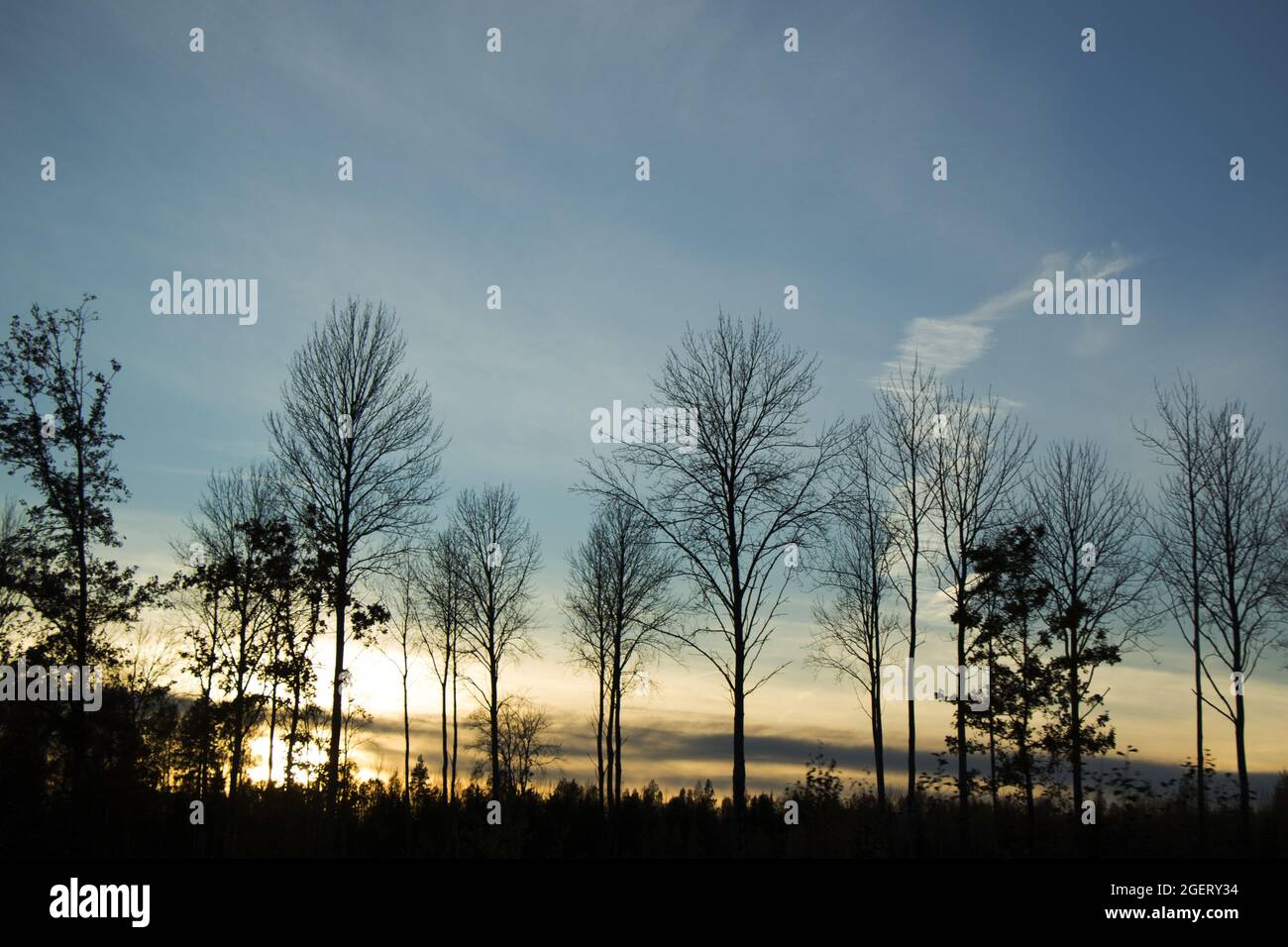 Silhouette of tall trees under a bright sunset sky Stock Photo - Alamy