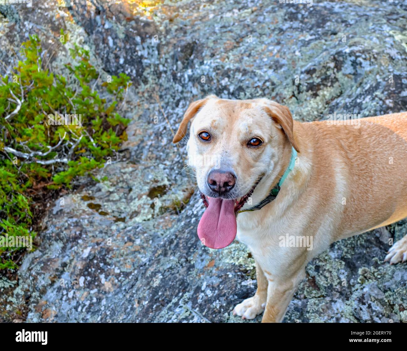 Yellow lab puppy and tongue hires stock photography and images Alamy