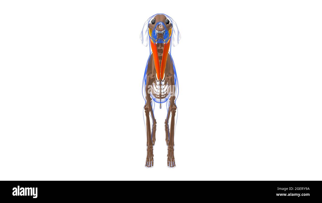 sternocephalicus muscle Dog muscle Anatomy For Medical Concept 3D
