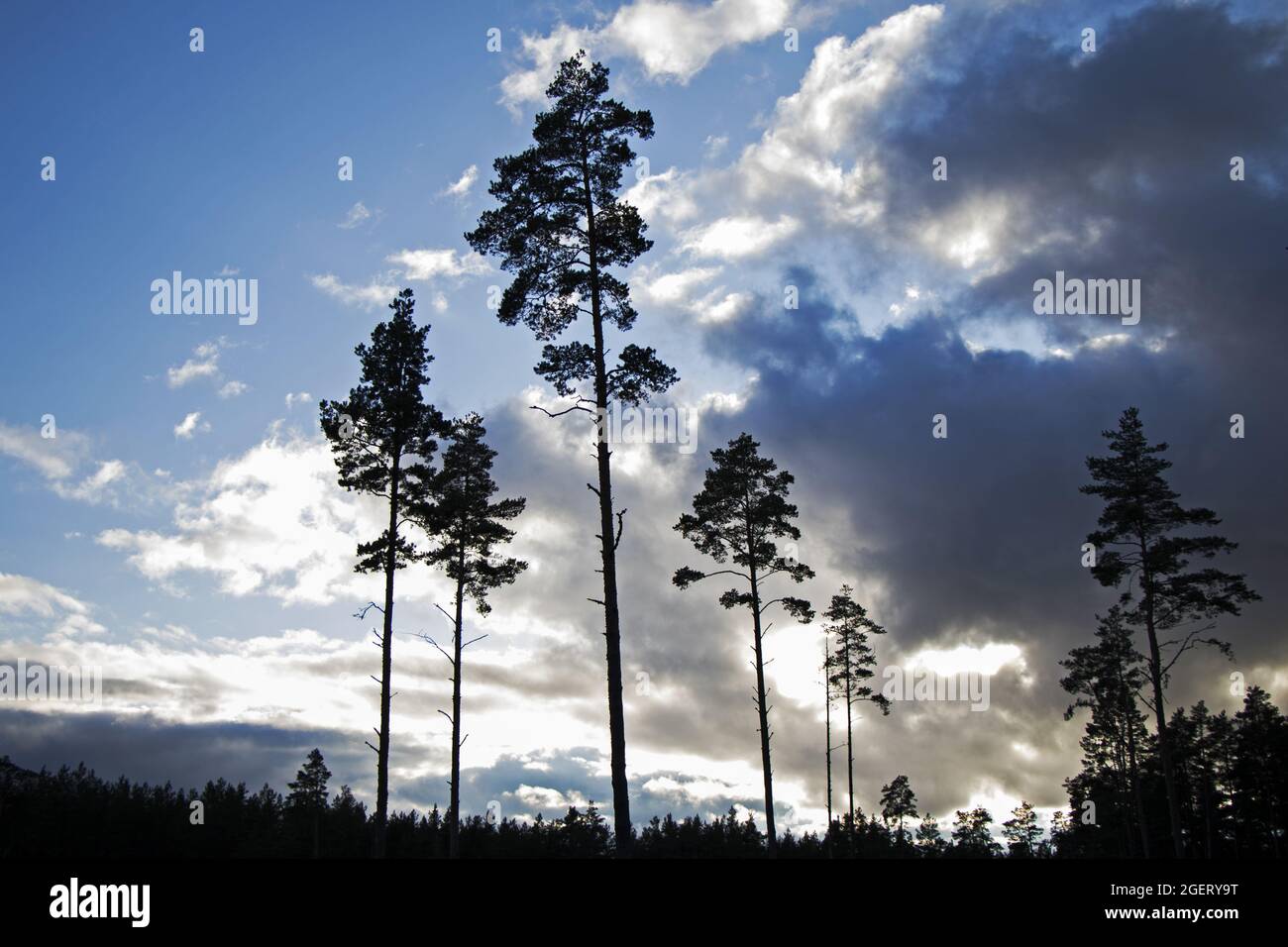 Silhouette of tall trees under a bright sunset sky Stock Photo - Alamy