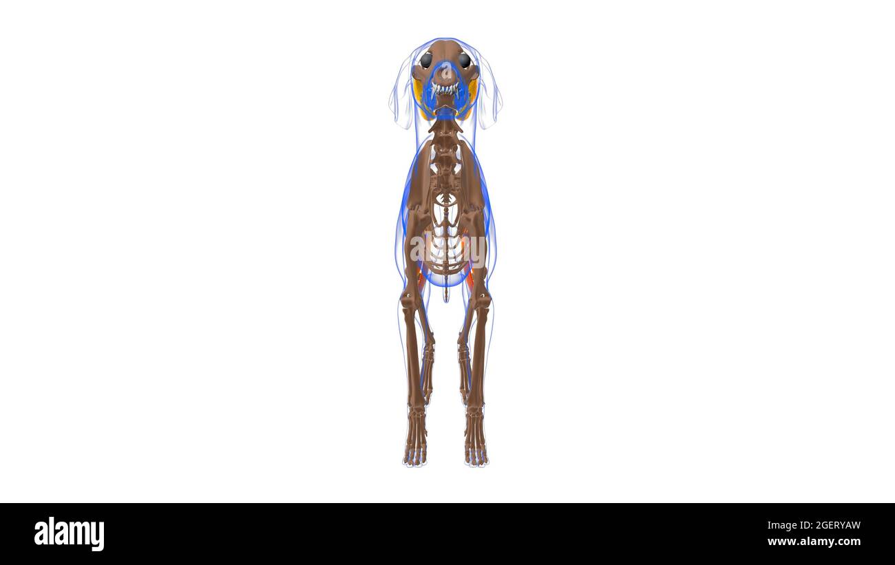 Semimembranosus Muscle High Resolution Stock Photography and Images - Alamy