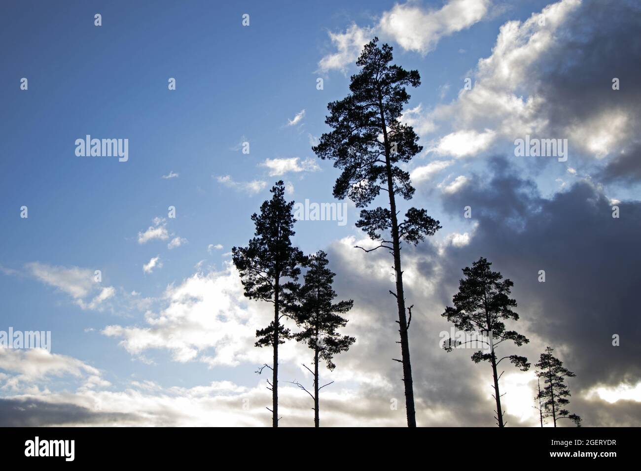 Silhouette of tall trees under a bright sunset sky Stock Photo - Alamy