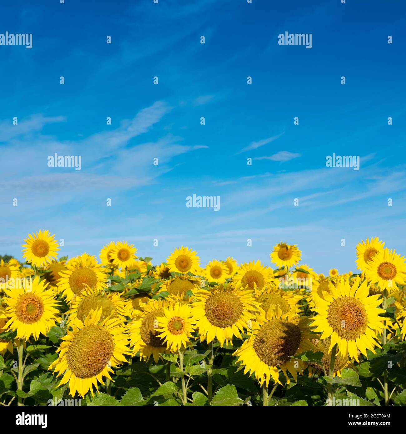 yellow sunflowers bloom in french field under blue sky Stock Photo - Alamy