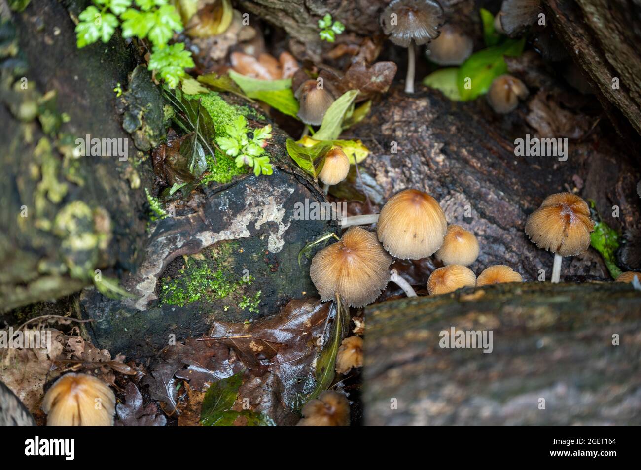 A number of small fungi growing amongst the logs in a damp log pile in early autumn. Stock Photo