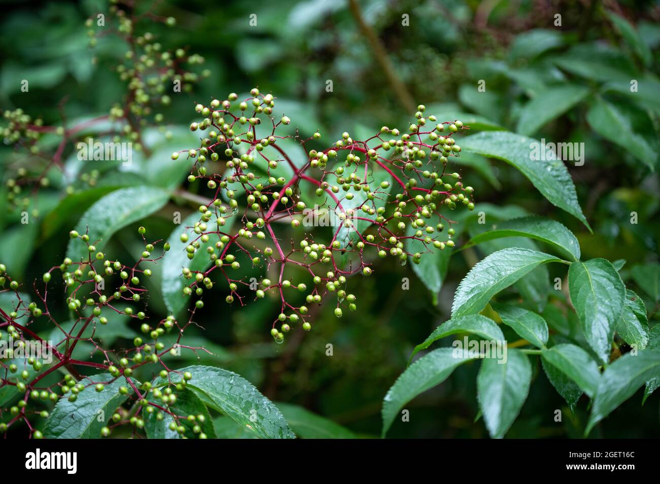 Mass of small green elderberries waiting to ripen. Stock Photo