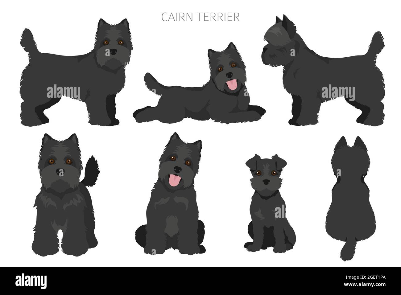 Cairn terrier clipart. Different poses, coat colors set. Vector