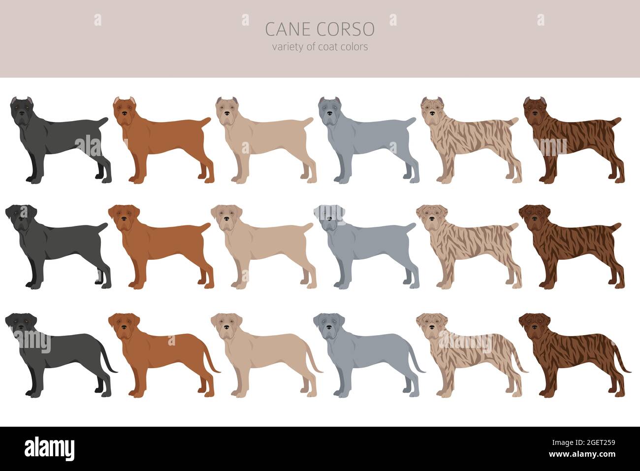 Cane Corso Coat Colors At Timothy Jeffords Blog Cane Corso Coat Colors At Timothy Jeffords Blog